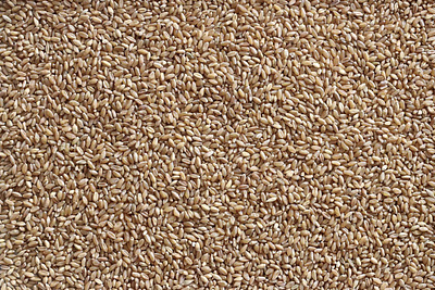 Whole Wheat Texture background free image free texture freebie pattern texture wheat background wheat texture whole wheat
