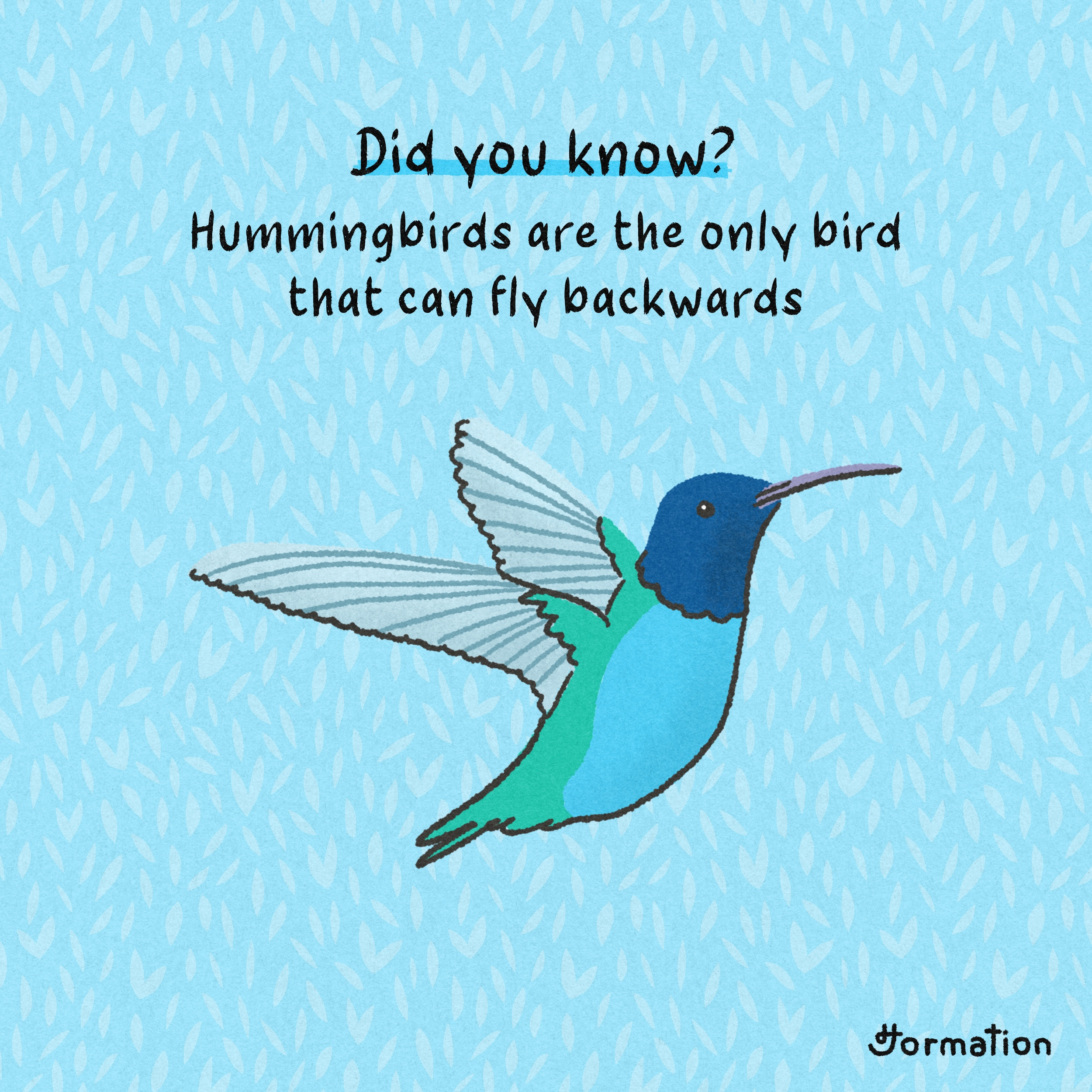 Hummingbirds can fly backwards bird birds cartoon did you know digital art digital illustration drawing fun fact hummingbird illustration procreate