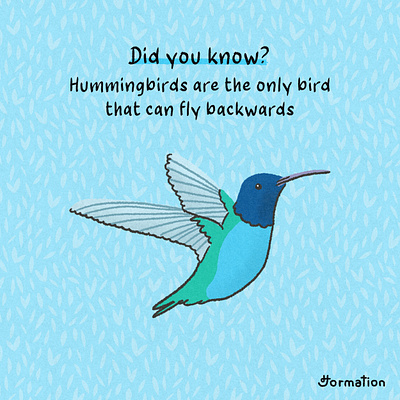 Hummingbirds can fly backwards bird birds cartoon did you know digital art digital illustration drawing fun fact hummingbird illustration procreate