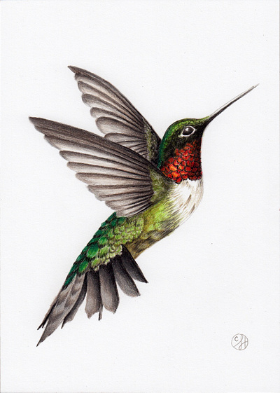 Hummingbird Illustration drawing illustration nature illustration wildlife