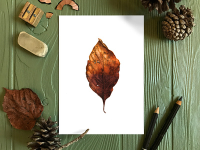 Autumn Leaf Study 2 - Watercolor Illustration botanical leaves nature illustration realism