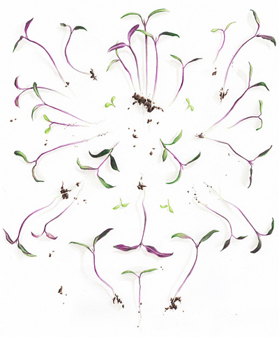 Freshly Plucked Sprouts - Botanical Illustration botanical drawing garden nature illustration plants realism vegetables
