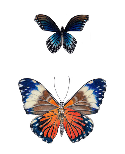 Blue and Orange Butterflies Illustration bright color bug drawing illustration nature realism realistic drawing wildlife