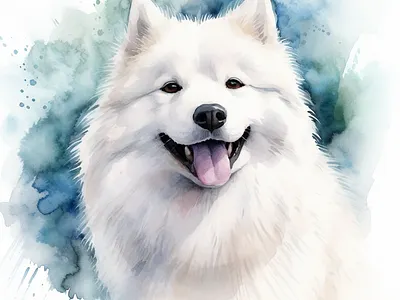 SAMOYED DOG samoyed dog