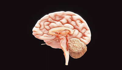 Human Brain Cross Section Medical Anatomy 3D Model 3d 3d model anatomy brain marmoset medical toolbag