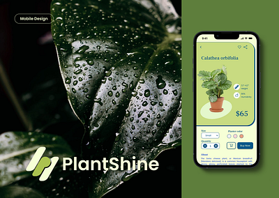 PlantShine animation branding graphic design motion graphics ui vector