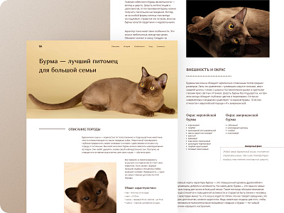 Longrid about the Burmese cat breed / 02 app design logo typography ui ux