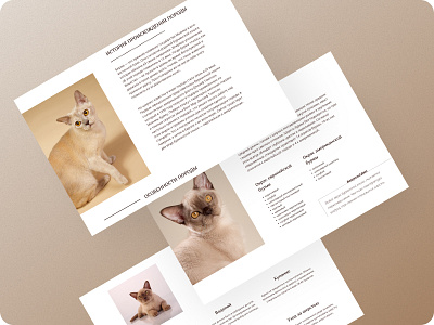 Longrid about the Burmese cat breed / 03 app design logo typography ui ux vector