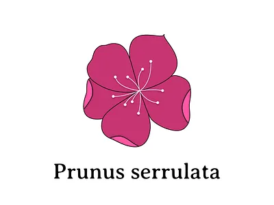 Prunus serrulata art botanical cherryblossom climate flora flower illustration planet plant tree