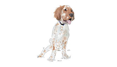 Bella - The Setter animal dog illustration pet sketch