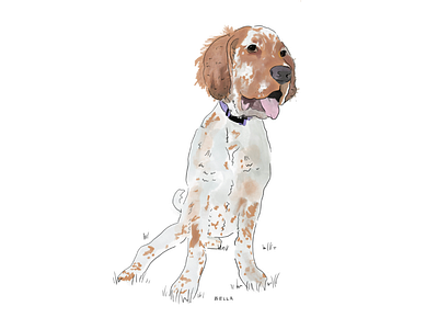 Bella - The Setter animal dog illustration pet sketch