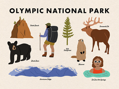 Olympic National Park illustration national parks olympic national park procreate