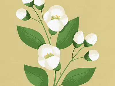Jasmine flower illustration illustrator jasmine