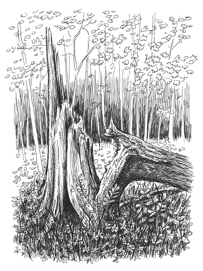 Broken Stump art artist artwork drawing hand drawn illustration ink nature sketch stump tree
