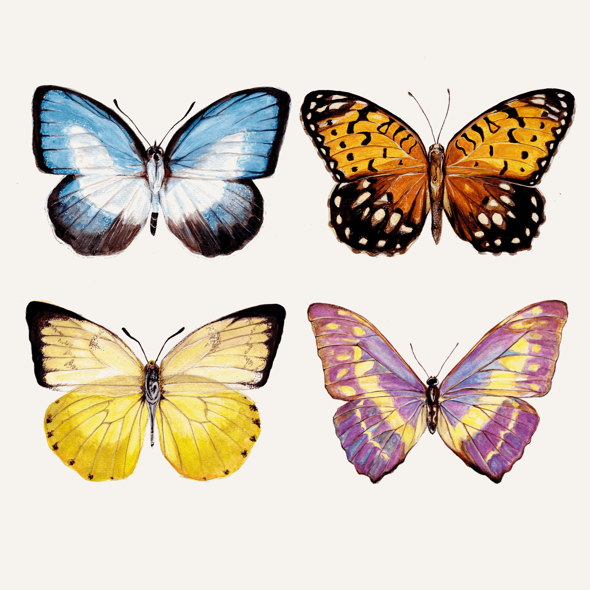 mariposas en el estómago animation dibujo illustration
