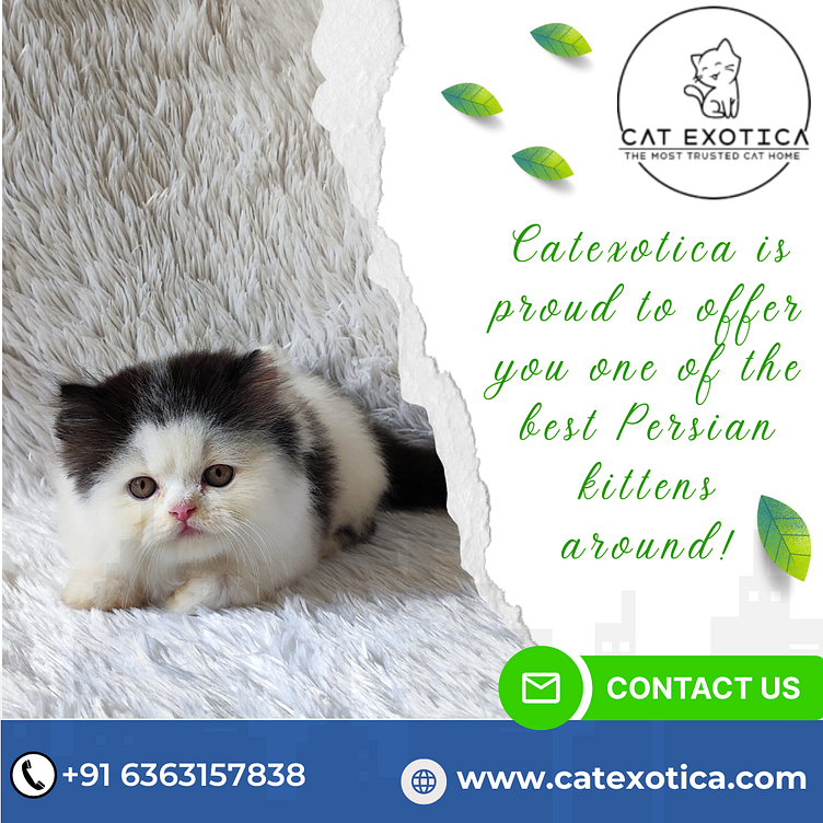 Find Purebred Persian Kittens for sale in Bangalore by cat exotica on