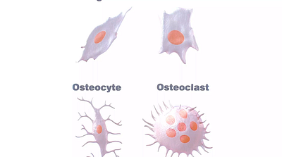 Osteo Cell Anatomy 3d models 3d 3dmodel 3ds anatomy c4d cell fbx illustration medical obj osteoblast osteoclast osteocyte osteogenic osteogeniccell stl tbscene