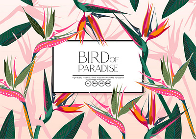 Bird of Paradise app branding design graphic design illustration logo typography ui ux vector