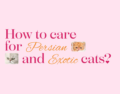 How to care for Persian and Exotic cats? cat graphic design interface lending pink site ui uiux ux web web design