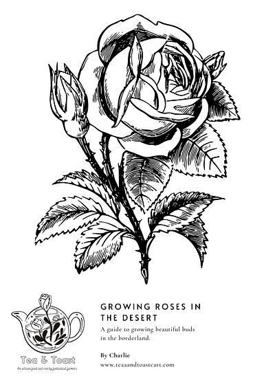 Coloring Book Concept: Growing roses in the desert branding design graphic design infographic