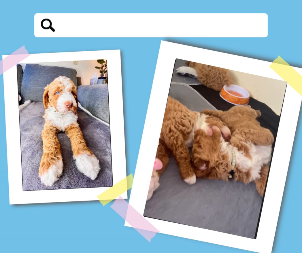 They Call It Puppy Love by Armen Karapetian on Dribbble