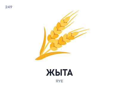 Жы́та / Rye belarus belarusian language daily flat icon illustration vector
