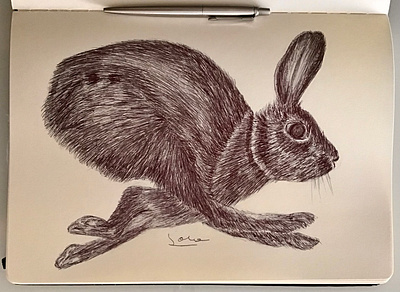 Ballpen Rabbit 🐇 animal ballpen drawing illustration ink rabbit sketch