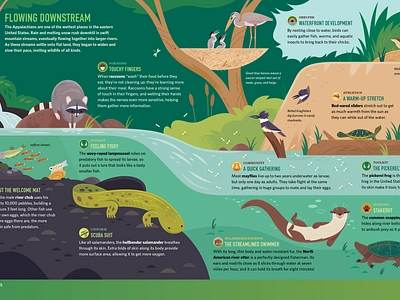 Streams and Rivers animals birds book design childrens book graphic design illustration infographic kid lit kidlitart layout nature otter raccoon science scientific illustration vector wildlife