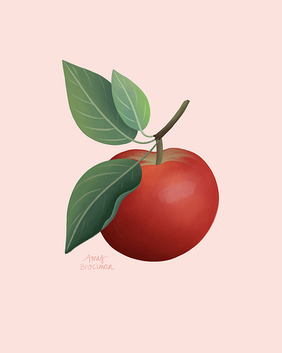 Apple Season apple apples botanical illustration food illustration fruit illustration