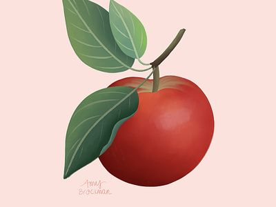 Apple Season apple apples botanical illustration food illustration fruit illustration