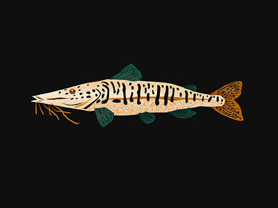 Pintado amazon art artwork brasil brazil brazilian corumba fish fishing food graphic design illustration ipad ocean peixe pintado procreate river river fish water