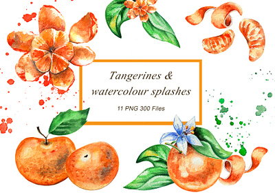 watercolor clipart tangerines and splashes flower and leaves