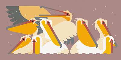 'Scoop' (2023) birds branding design illustration minimal illustration nature vector wildlife
