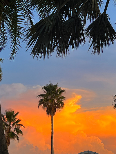 Tampa sky landscape palm tree sky sunset tampa