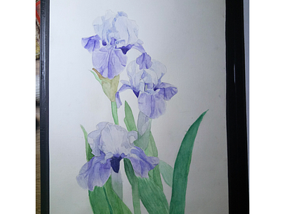 Iris floral watercolor botanical watercolor drawing fine art floral art floral drawing floral watercolor flower flower illustration green purple illustration iris iris flowers màu nước painting watercolor watercolor art watercolor floral watercolor flower painting watercolor painting watercolour