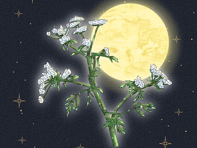 The Spotted Hemlock alchemy art bestiary botany bouquet cartoon execution flower hemlock herb illustration inventory moon night plant poison socrates