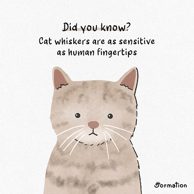 cat whiskers are as sensitive as human fingertips cartoon cat digital art digital illustration drawing fun fact illustration procreate whisker
