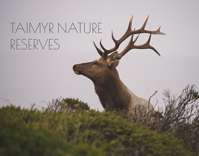 Taimyr nature reserves I Redesign wed site adobe concept figma mda north nature photoshop redesign taimyr travel uxui web design