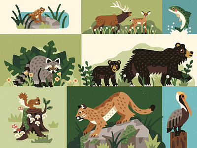 Oregon Park Animals animals bear birds cougar deer fish frog illustration lizard nature oregon parks pelican raccoon sea lion snake squirrel vector whale wolf