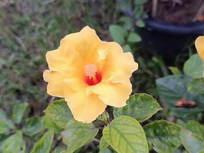 China Rose Yellow china rose yellow flower হলুদ জবা